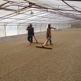 インドネシア スマトラ リントン - 珈琲豆専門店 和珈屋