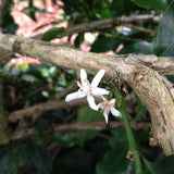 インドネシア スマトラ リントン - 珈琲豆専門店 和珈屋