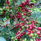 インドネシア スマトラ リントン - 珈琲豆専門店 和珈屋