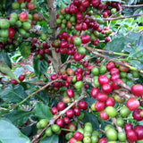 インドネシア マンデリン スイス - 珈琲豆専門店 和珈屋