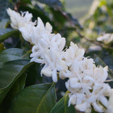 わこや の 金賞受賞 モカブレンド - 珈琲豆専門店 和珈屋