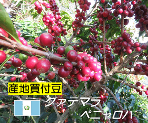 2021.2.1 ★NEW★ Guatemalan coffee beans are new! 