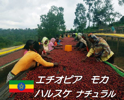 2021.5.13★NEW★ エチオピア ナチュラル のコーヒー豆が新しくなりました！