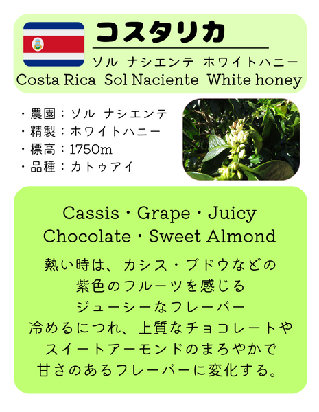 ★NEW★ Costa Rica Don Mayo Yellow Honey 