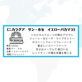 ★NEW★　ニカラグア　サン・ホセ　イエローパカマラ　ドリップバッグ - 珈琲豆専門店 和珈屋